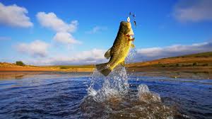 Bass lure tips