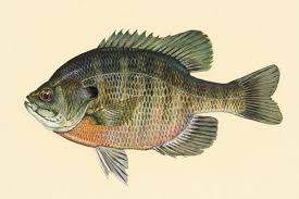 Bluegill Tips