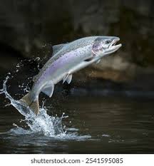 Salmon Tips