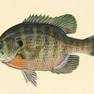 Bluegill Tips